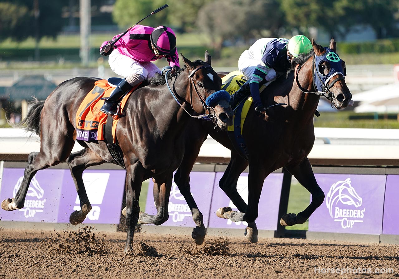 Kentucky Derby Pedigree Profile: Storm the Court - Horse Racing Betting ...