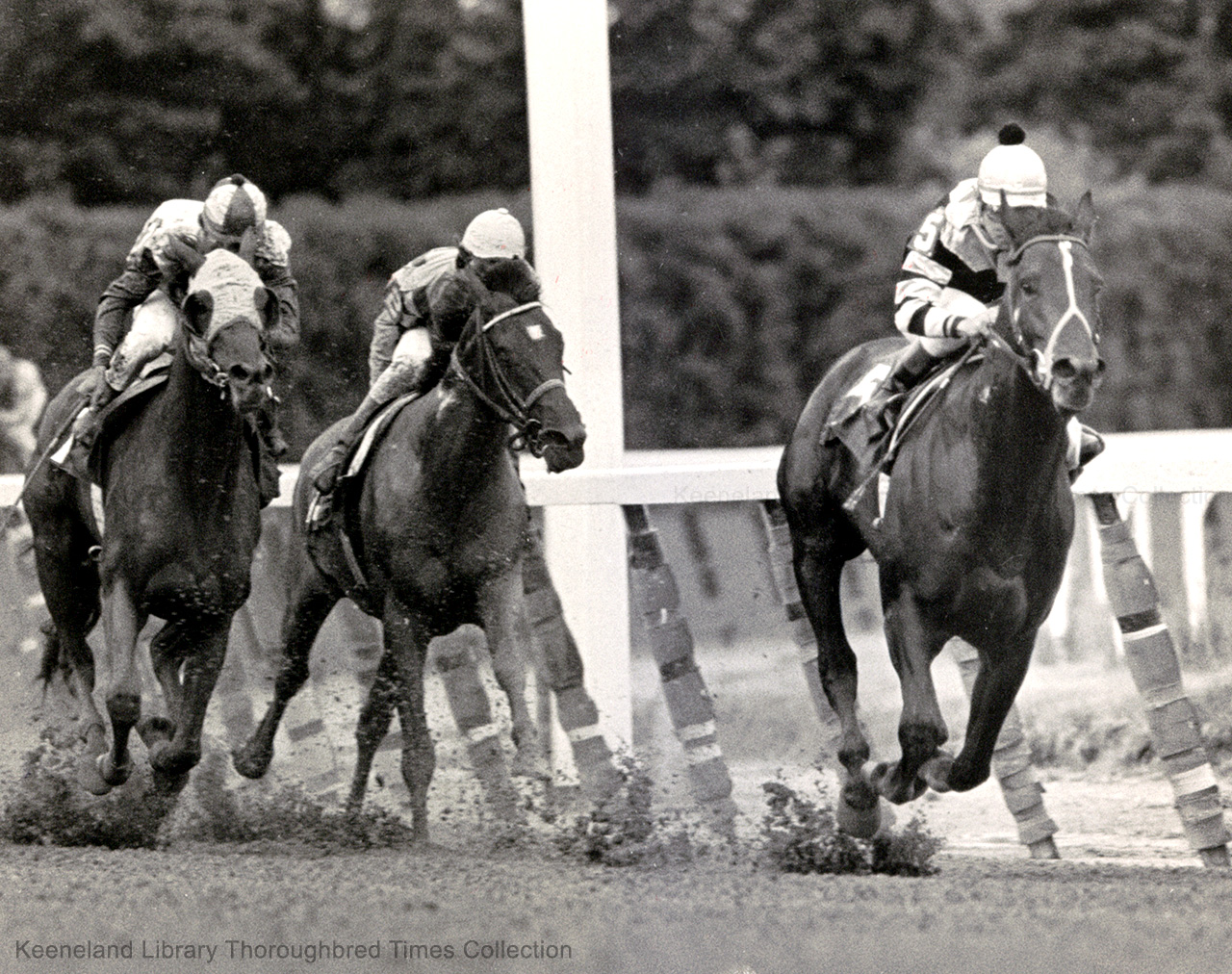  Seattle  Slew  Horse Profile TwinSpires Racing Sports 